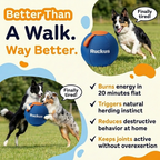 Ruckus Herding Ball